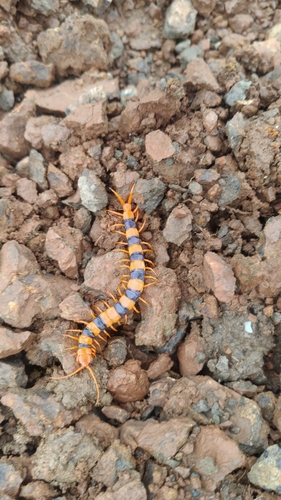 Indian Tiger Centipede