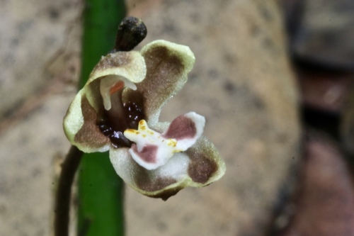 Didymoplexis
