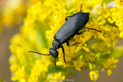 Black Blister Beetle