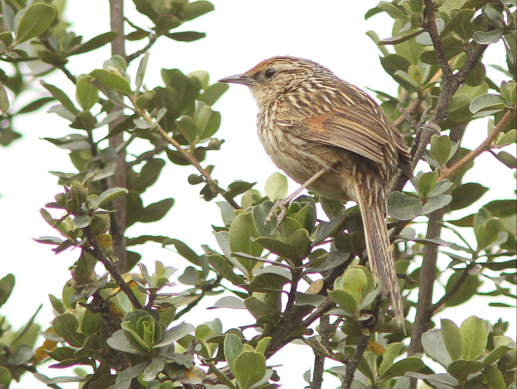 Scribble-tailed Canastero photo