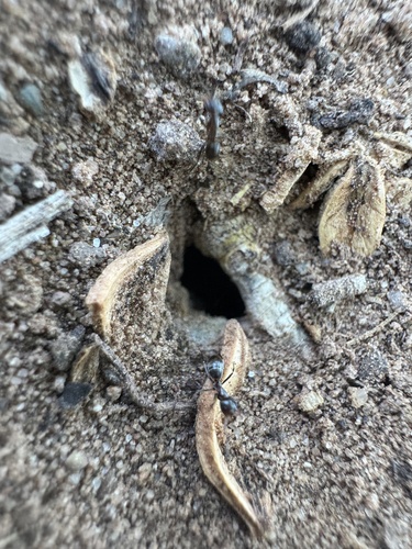 Crazy Pyramid Ant