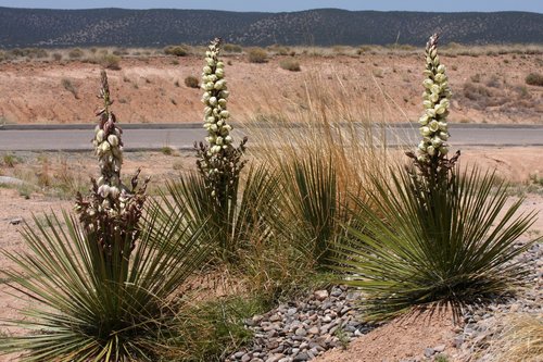 Yucca baileyi Wooton & Standl.