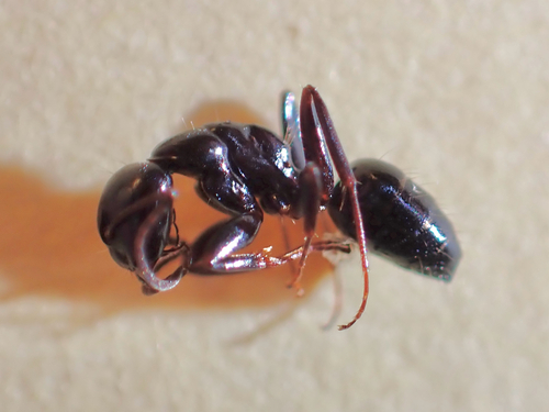 iNaturalist observation photo of Essig's Carpenter Ant