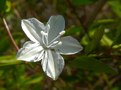 Jacquemontia curtissii Peter ex Small