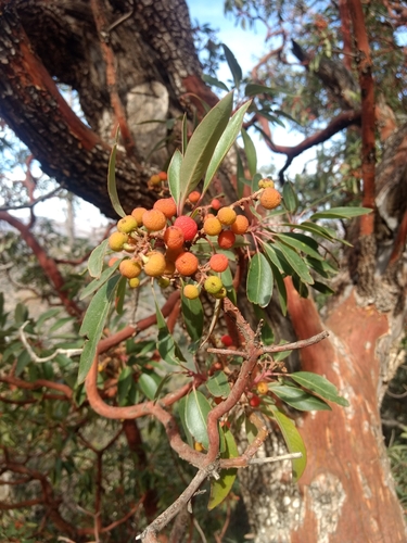 Arizona madrone