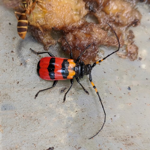 Sternacanthus picticornis thumbnail