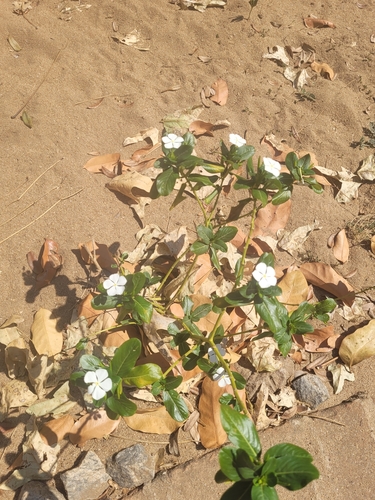 Madagascar Periwinkle