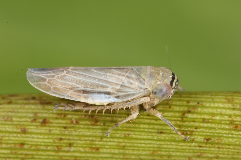 Striped leafhopper
