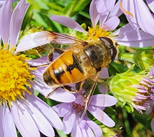 Unknown species found near Cody, WY 82414, USA
