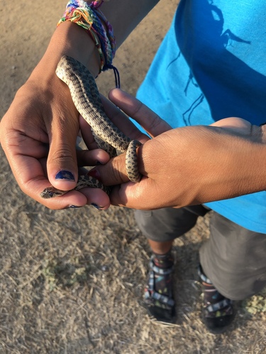 iNaturalist observation photo of Pacific Gopher Snake