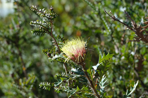 Banksia hirta