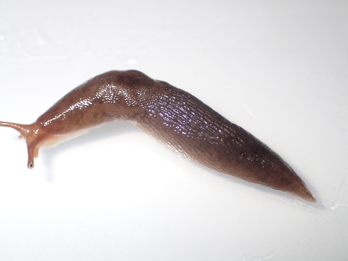 Striped Garden Slug