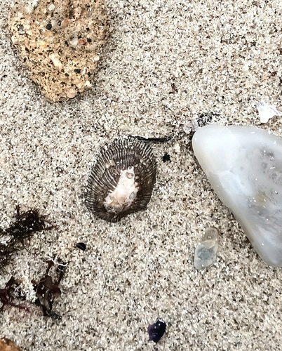 Siphonaria pectinata