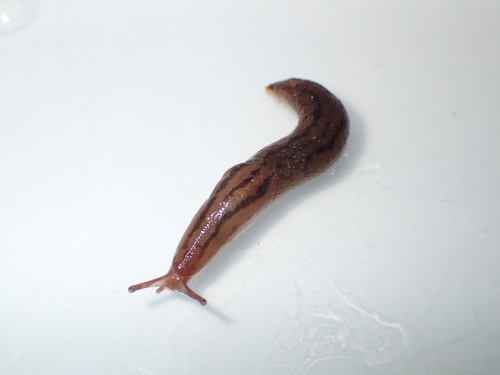 Striped Garden Slug