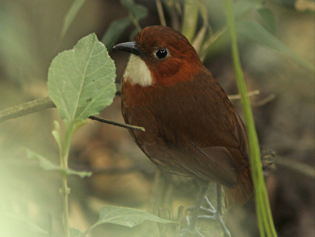 Red-and-white Antpitta photo