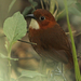 Red-and-white Antpitta - Photo (c) David Beadle, all rights reserved, uploaded by David Beadle