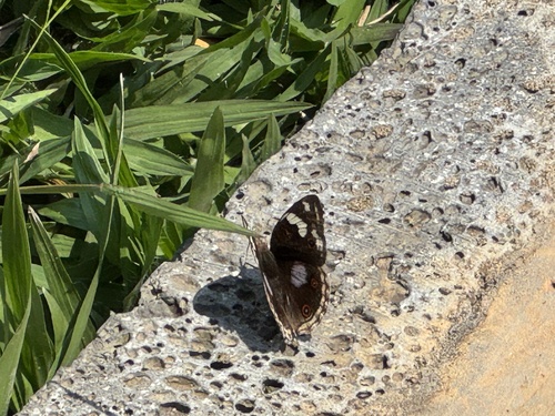 Blue-spot Pansy
