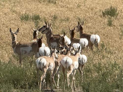 Pronghorn