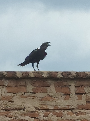 White-necked Raven