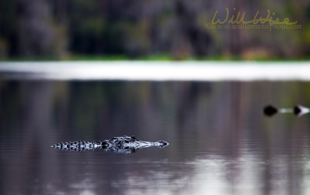 Alligator swimming in dark swamp water