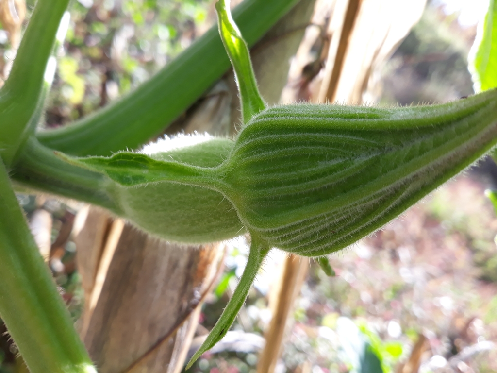 american-pumpkin-from-santiago-tilantongo-oax-m-xico-on-november-09