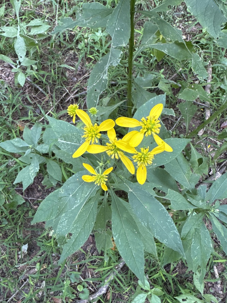 Wingstem Dead Wingstem from Craig County, US-VA, US on August 30, 2025 at 02:16 PM by ...