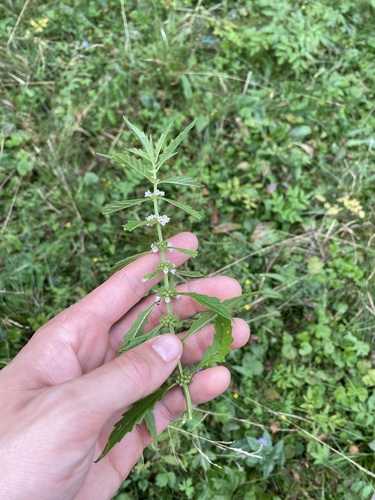 European water-horehound