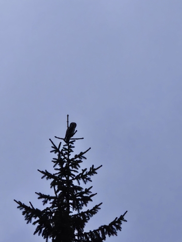Northern Hawk Owl