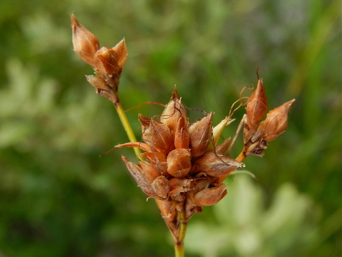 Rhynchospora grayi Kunth