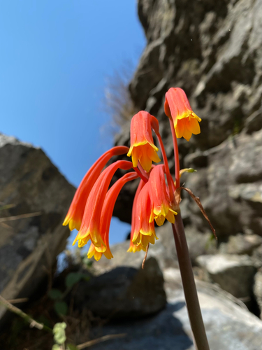 Cyrtanthus junodii
