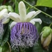 Passiflora nitida - Photo (c) Stephen Horvath, todos los derechos reservados, subido por Stephen Horvath
