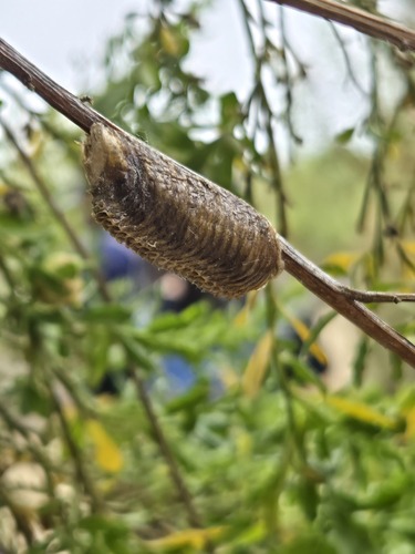 iNaturalist observation photo of Arizona Mantis
