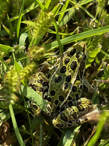 Northern Leopard Frog