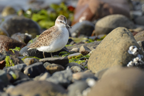 Semipalmated Sandpiper