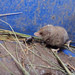Merriam's Shrew - Photo (c) Ryan O'Donnell, all rights reserved, uploaded by Ryan O'Donnell