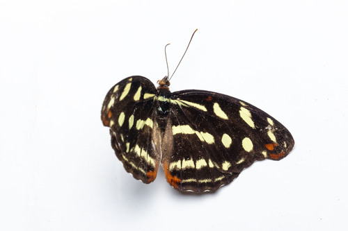 Antinoe Catone