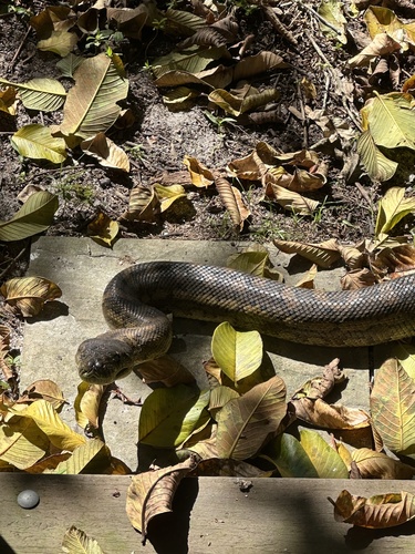 Coastal Carpet Python sighting
