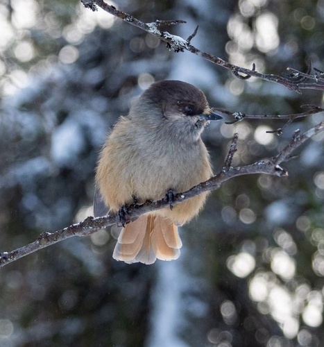 Siberian Jay