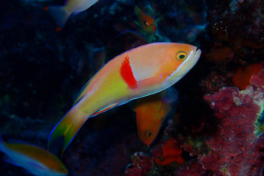 Ryukyu Longfinned Anthias