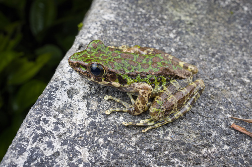 Guizhou Odorous Frog