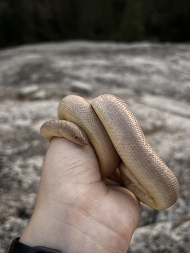 iNaturalist observation photo of Northern Rubber Boa