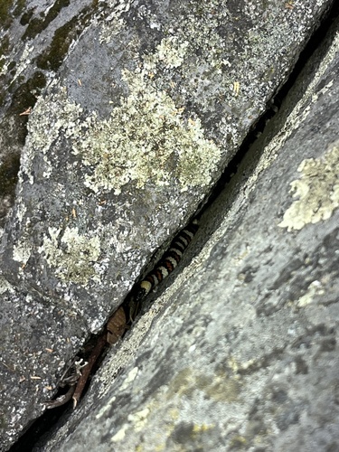 iNaturalist observation photo of California Mountain Kingsnake