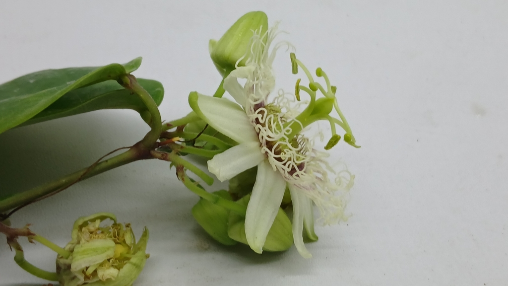 Lạc tiên Molucca (Passiflora moluccana)