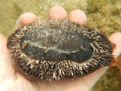 Atlantic Deer Cowrie