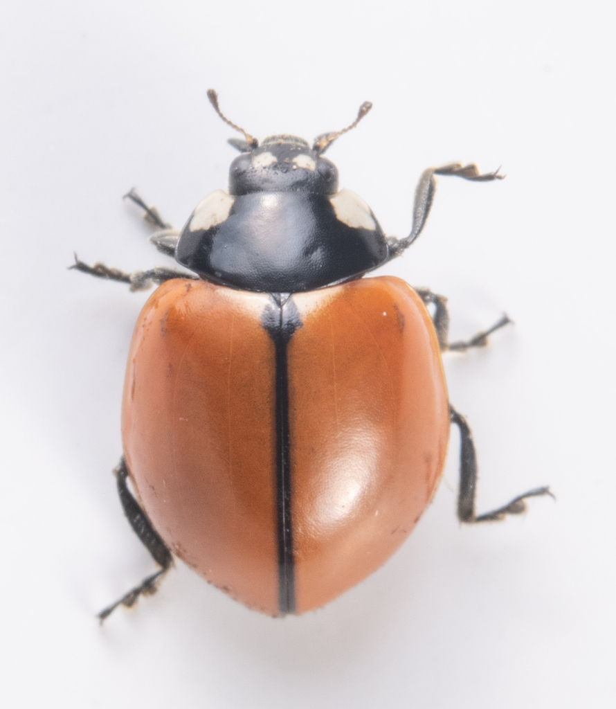 California ladybug