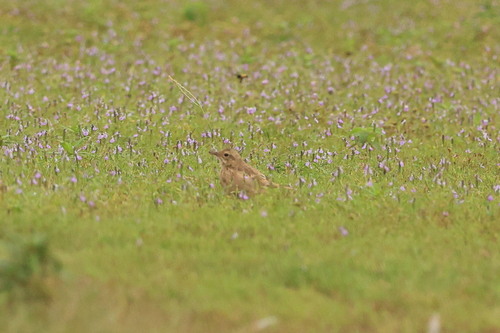 Paddyfield Pipit