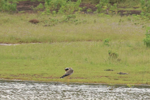 Red-wattled Lapwing