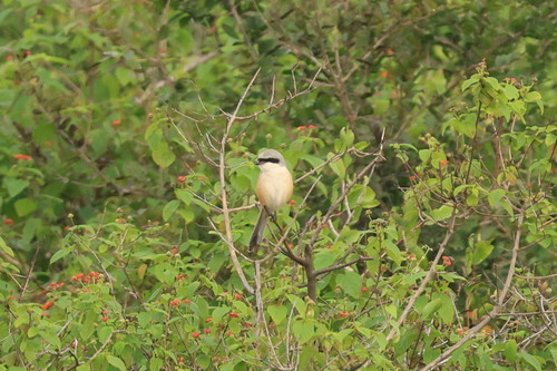 Long-tailed Shrike