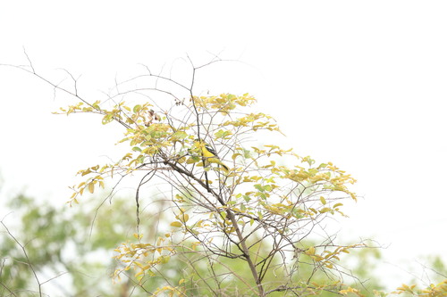Common Iora