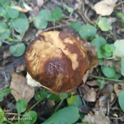 Наблюдение на iNaturalist